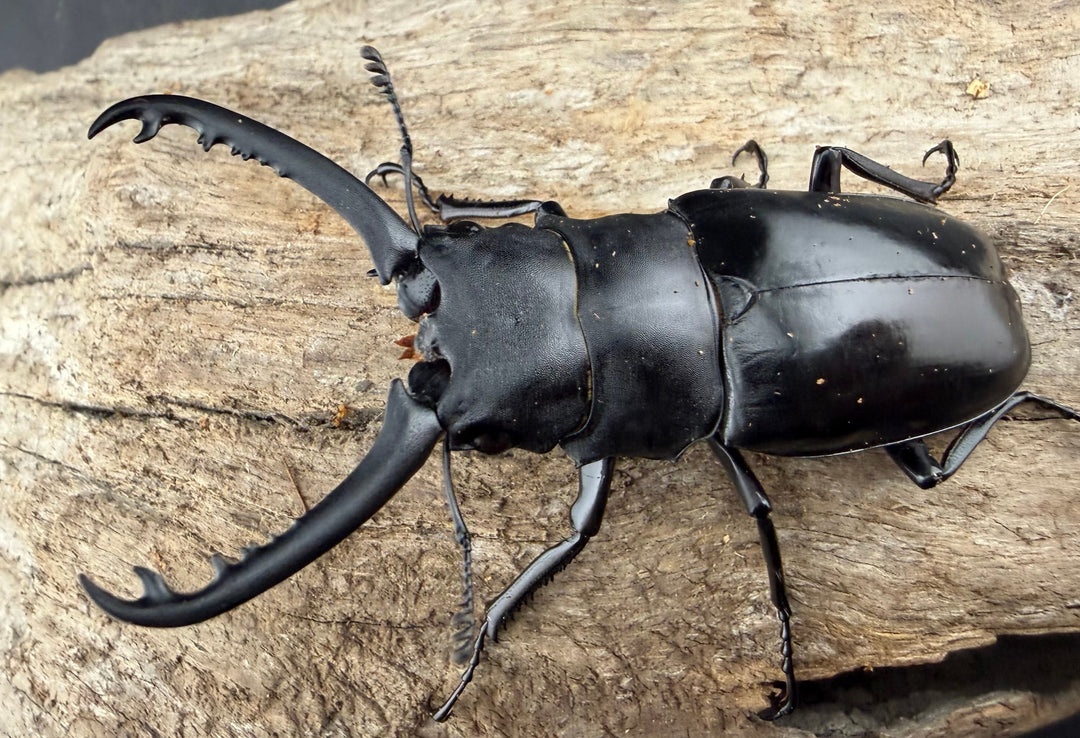 【WD】《 ギラファノコギリ亜種ボロブドゥール 71.5mm ペア》