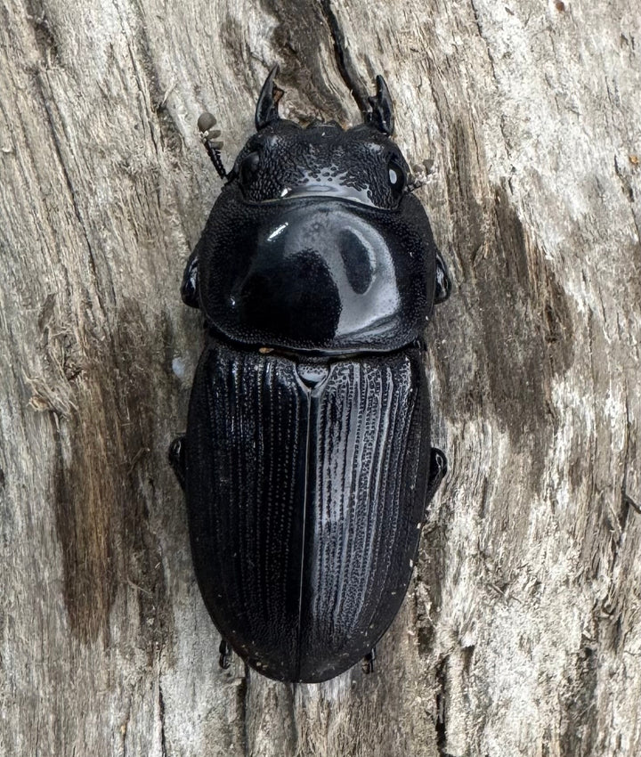 【WD】《パリーオオクワ パロロ パル産 64mm ペア》