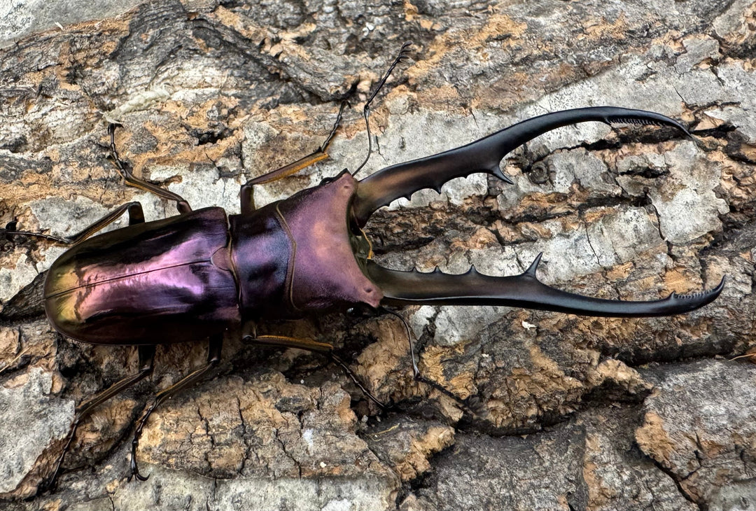 【美麗】《メタリフェルホソアカ 83.4mm ペア》セルヴォラン氏ブリード個体