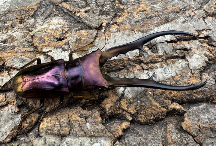 【美麗】《メタリフェルホソアカ 83.4mm ペア》セルヴォラン氏ブリード個体