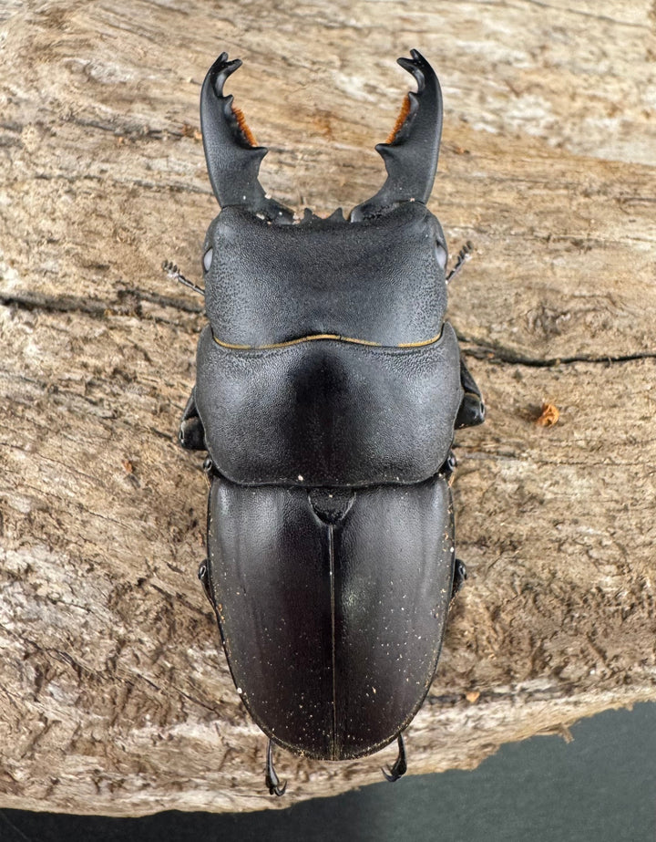 【WD】《タウルスヒラタ ボアク島産 55.5mm ペア》