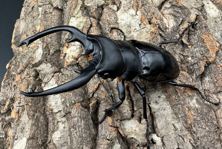 【WD】《インターメディアツヤクワガタ 86mm ペア》