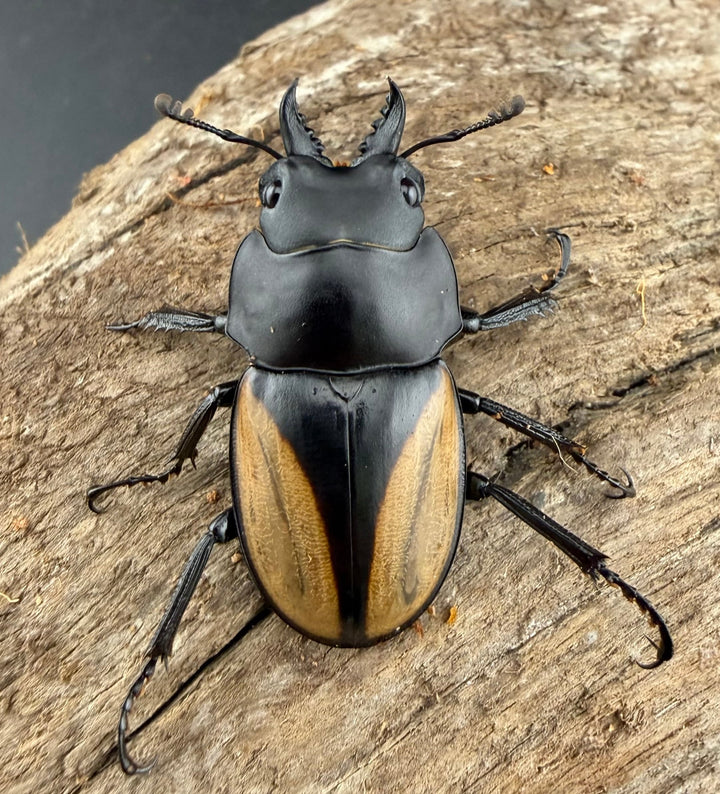 【WD】《パリーマルバネクワガタ 35.5mm ペア》