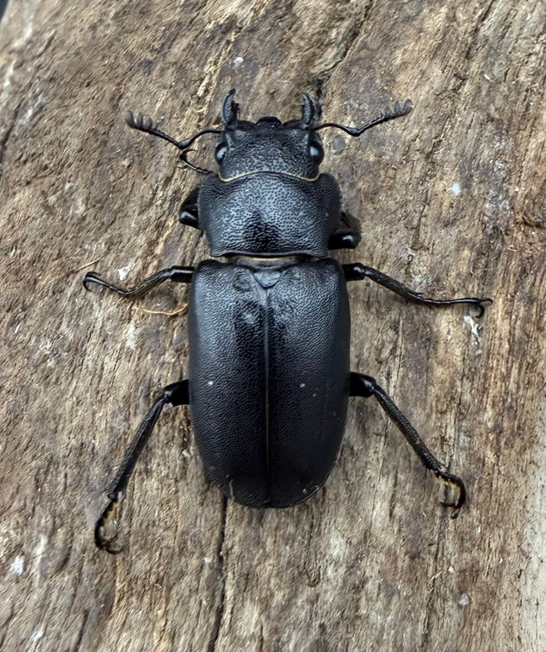 《メタリフェルホソアカ亜種フィナエ パープル系 73mm ペア》