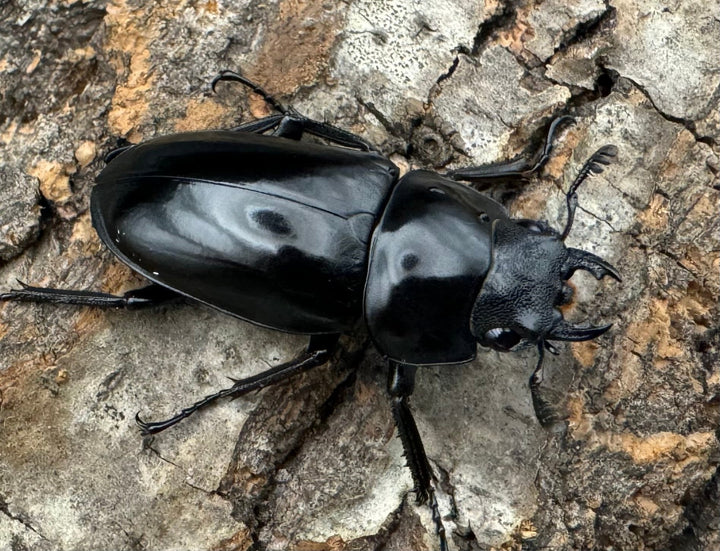 【WD】《コンフキウスノコギリ 広東省産 36.5mm ♀単》