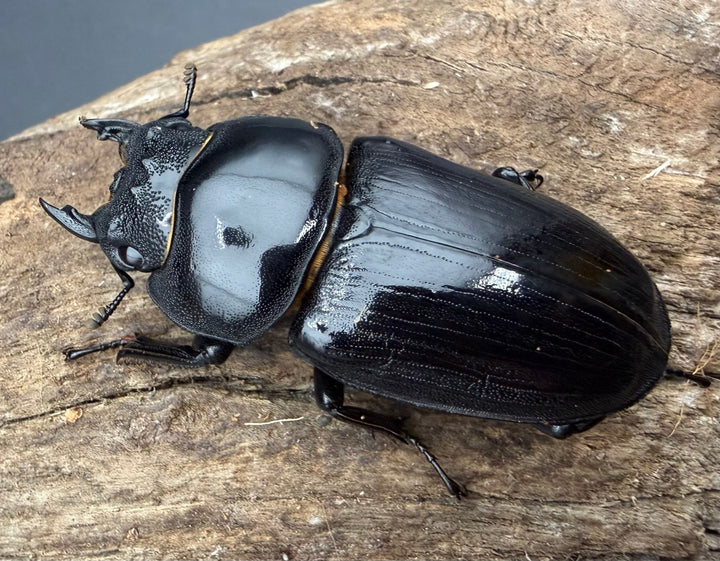 《オオクワガタ 能勢SR血統 53.5mm ♀単》