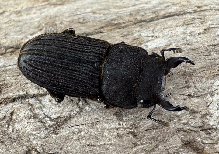 【F0】《ベルティヌスサビクワガタ 貴州省産 Free ペア》①