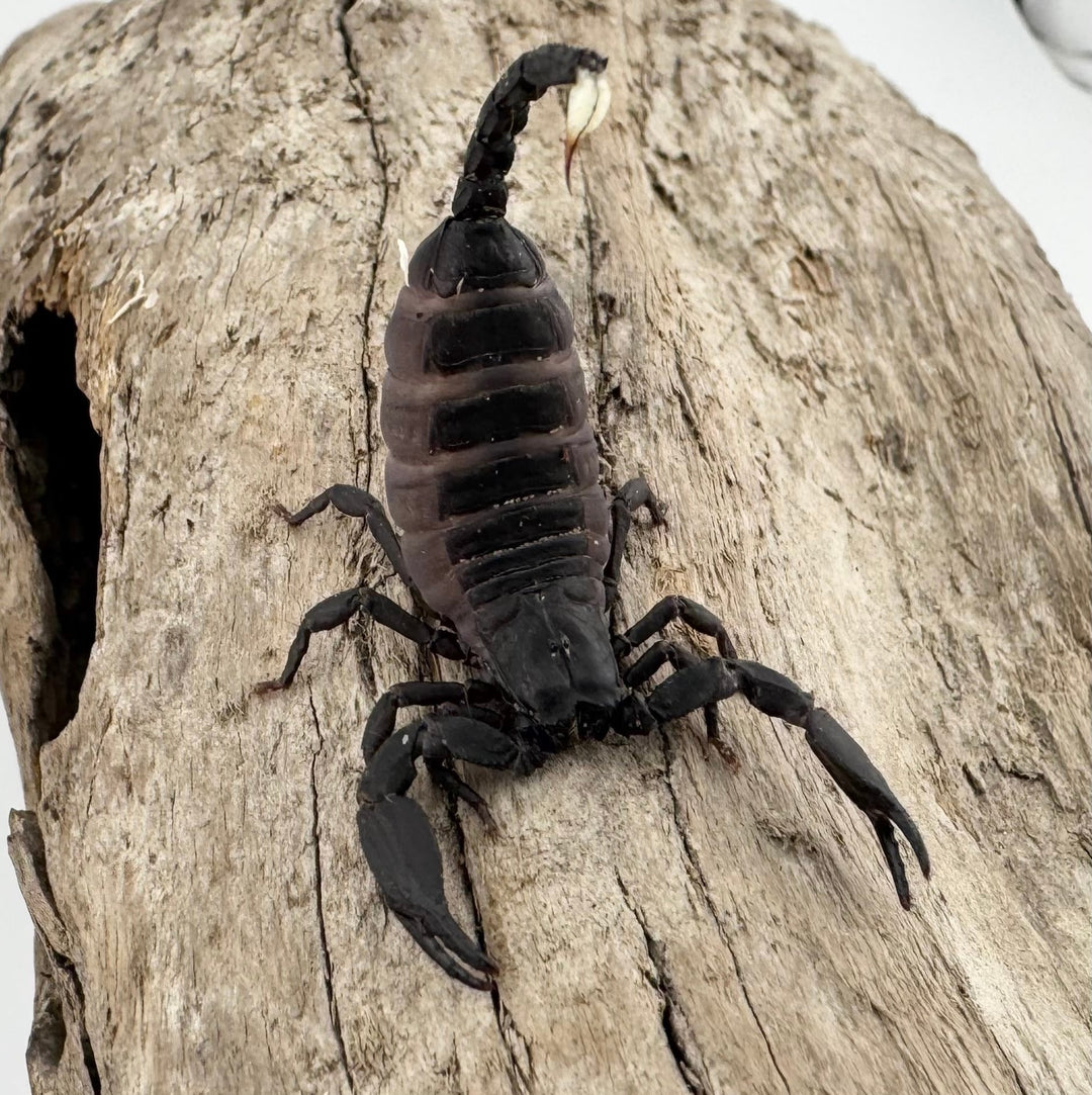 【CH】《トリスティスフォレストスコーピオン インド産 ベビーヤング》