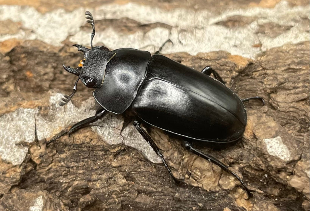 【WD】貴重種《ポレクトゥスノコギリクワガタ 47.5mmUP ペア B品》