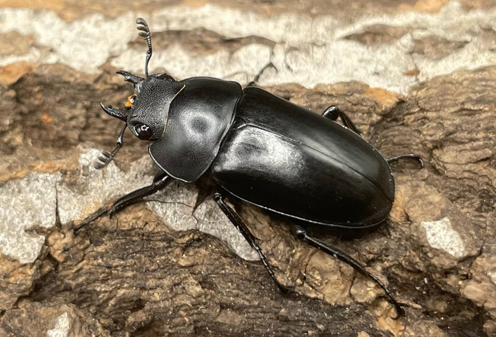 【WD】貴重種《ポレクトゥスノコギリクワガタ 47.5mmUP ペア B品》