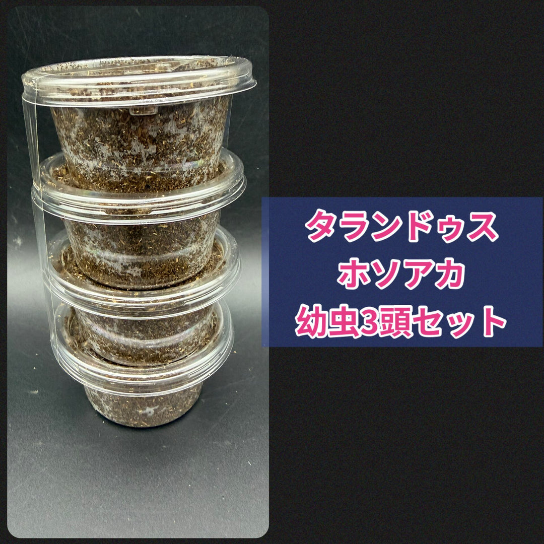 【WF1】《タランドゥスホソアカ 幼虫3頭セット》