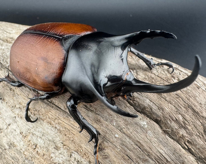 【WD】《サンボンヅノカブト 62mm ペア》