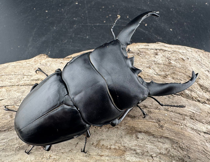 【WD】《アルキデスヒラタ ベンクール産 長歯 92mm 胸幅35.9mm  ペア》