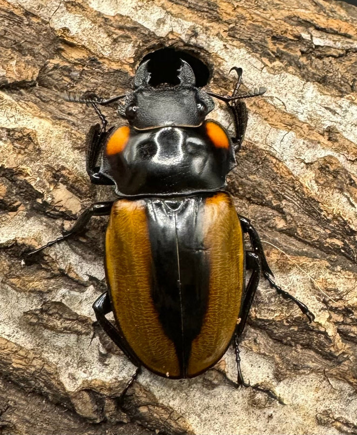 【WD】《ラコダールツヤクワガタ アチェ産 76mm ペア》