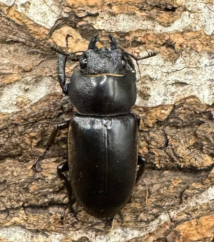 【WD】《ドエスブルグノコギリ亜種mkkiensis 63mm ペア》