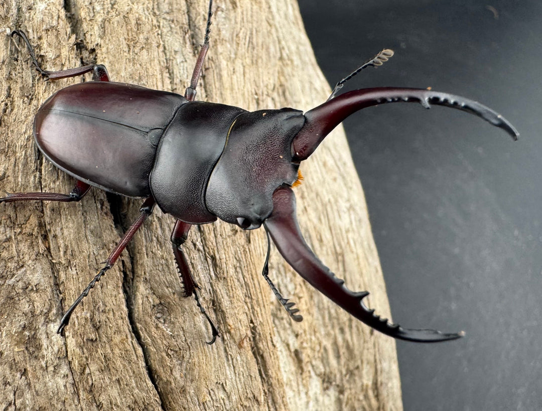 【WD】《グラキリスノコギリヒラタクワガタ 52mm ペア》