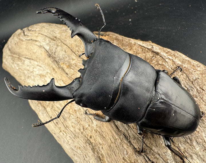 【WD】大型《ミンダナオヒラタ マラグサン産 94mm ペア》