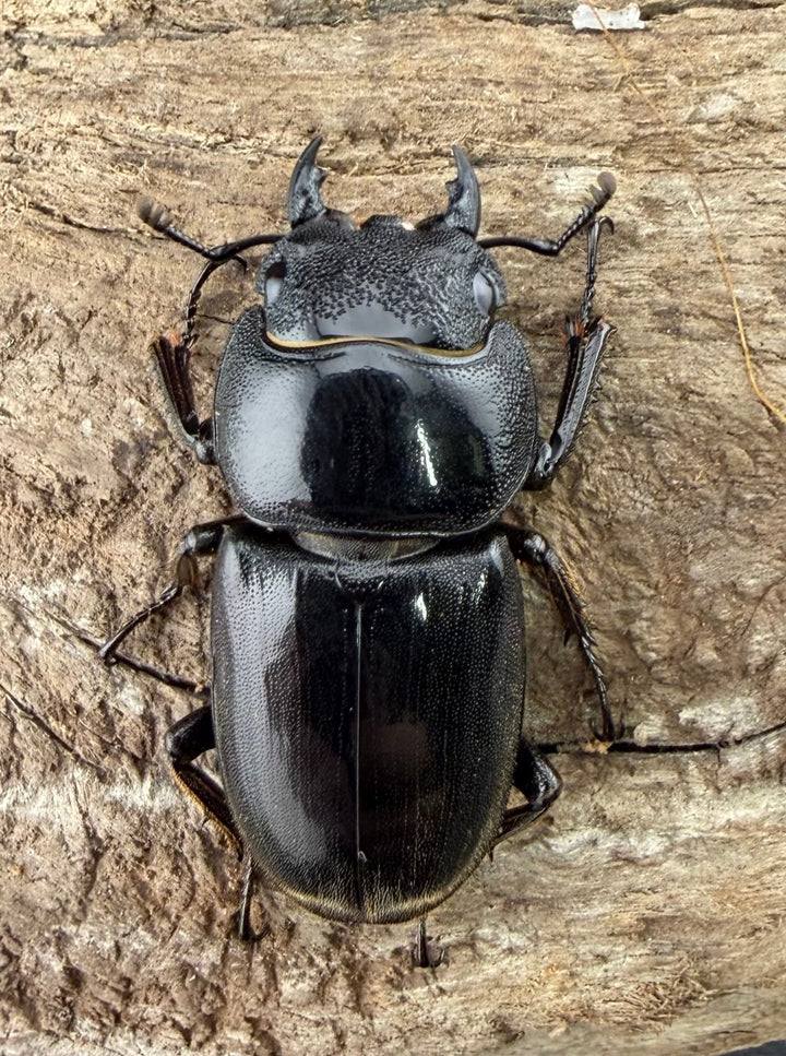 【WD】《スラウェシオオヒラタ 南スラウェシ産 81mm ペア》