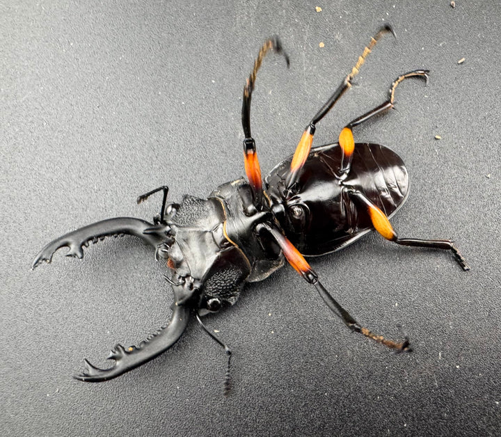 【WD】《インペリアリスツヤ亜種komorii バタラザ産 66mm B品ペア》