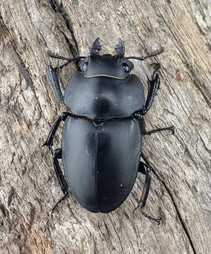 【WD】《プラティノータツヤクワガタ原名亜種 38.5mm ペア》