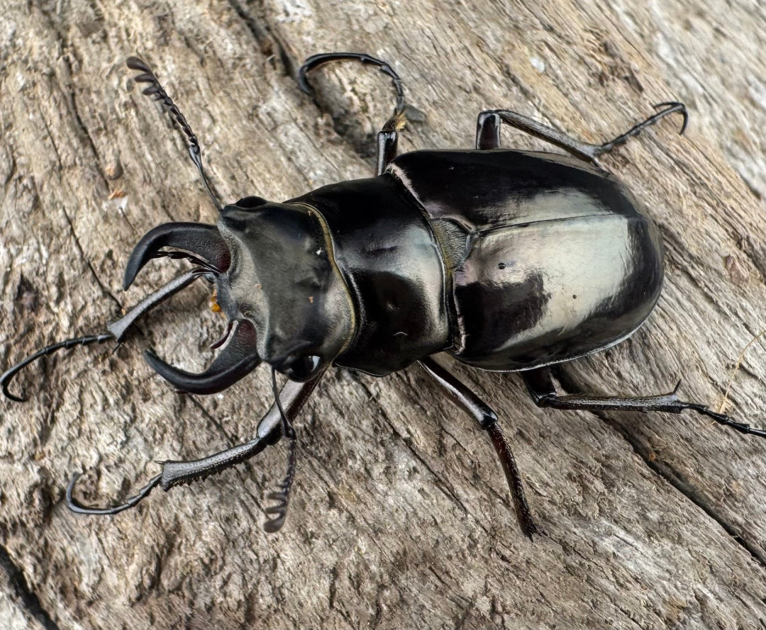 【WD】《プロメテウスミヤマクワガタ 32mm A’品ペア》