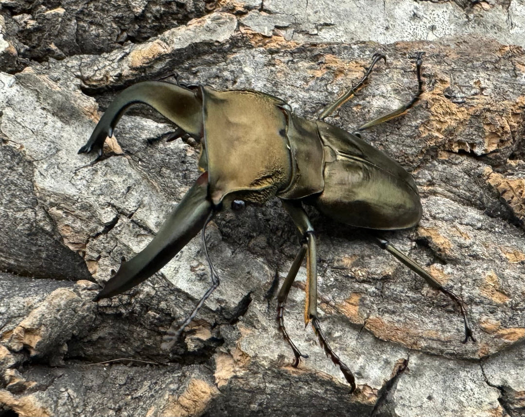 《スペキオススホソアカ 52mm ペア》セルヴォラン氏ブリード個体