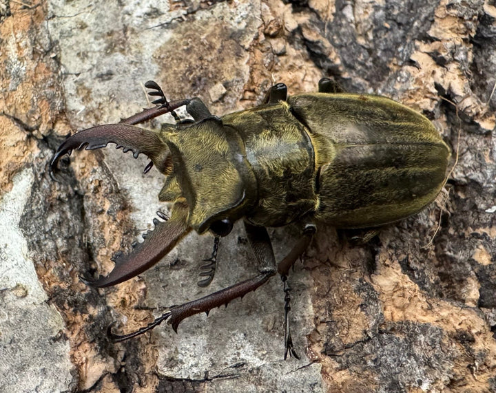 《メアレーミヤマ 35mm ペア》