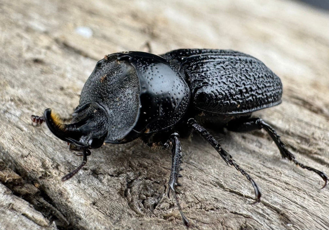 【WD】《ウンナンイッカククワガタ Free ♂♀♀トリオ》①