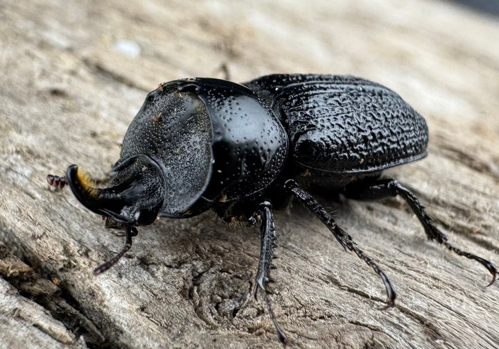 【WD】《ウンナンイッカククワガタ Free ♂♀♀トリオ》①