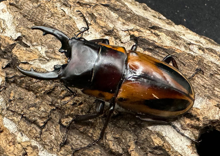 【WD】《ファブリースノコギリ原名亜種 48mm ペア》