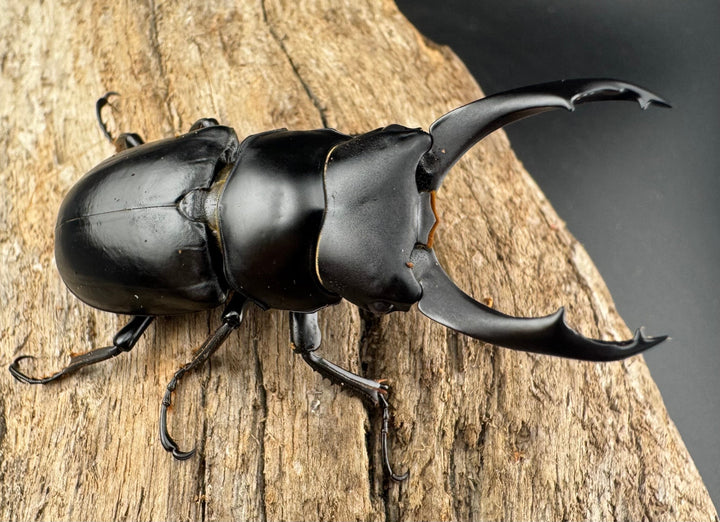 【WD】《ブラナウンコクワ  維西リス族産 58mm ペア》