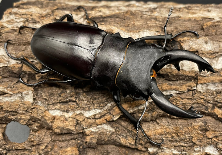 【WD】《アルケスツヤクワガタ 81mm A’品ペア》