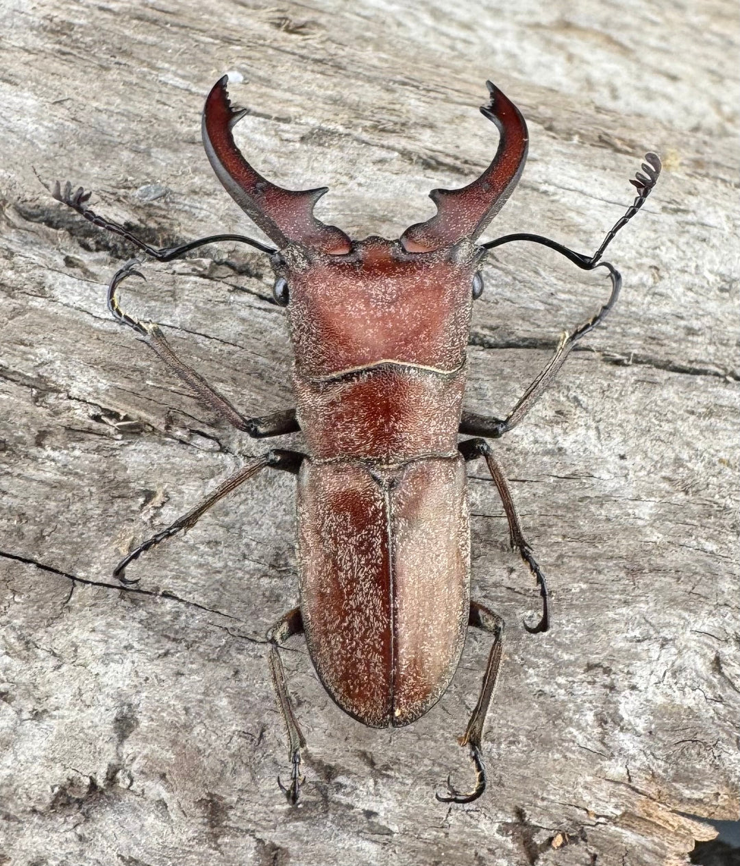 【WD】《スズムラホソアカ ロハス産 33mm ペア》