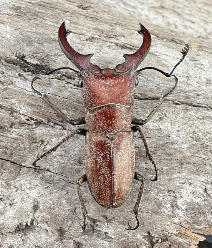 【WD】《スズムラホソアカ ロハス産 33mm ペア》