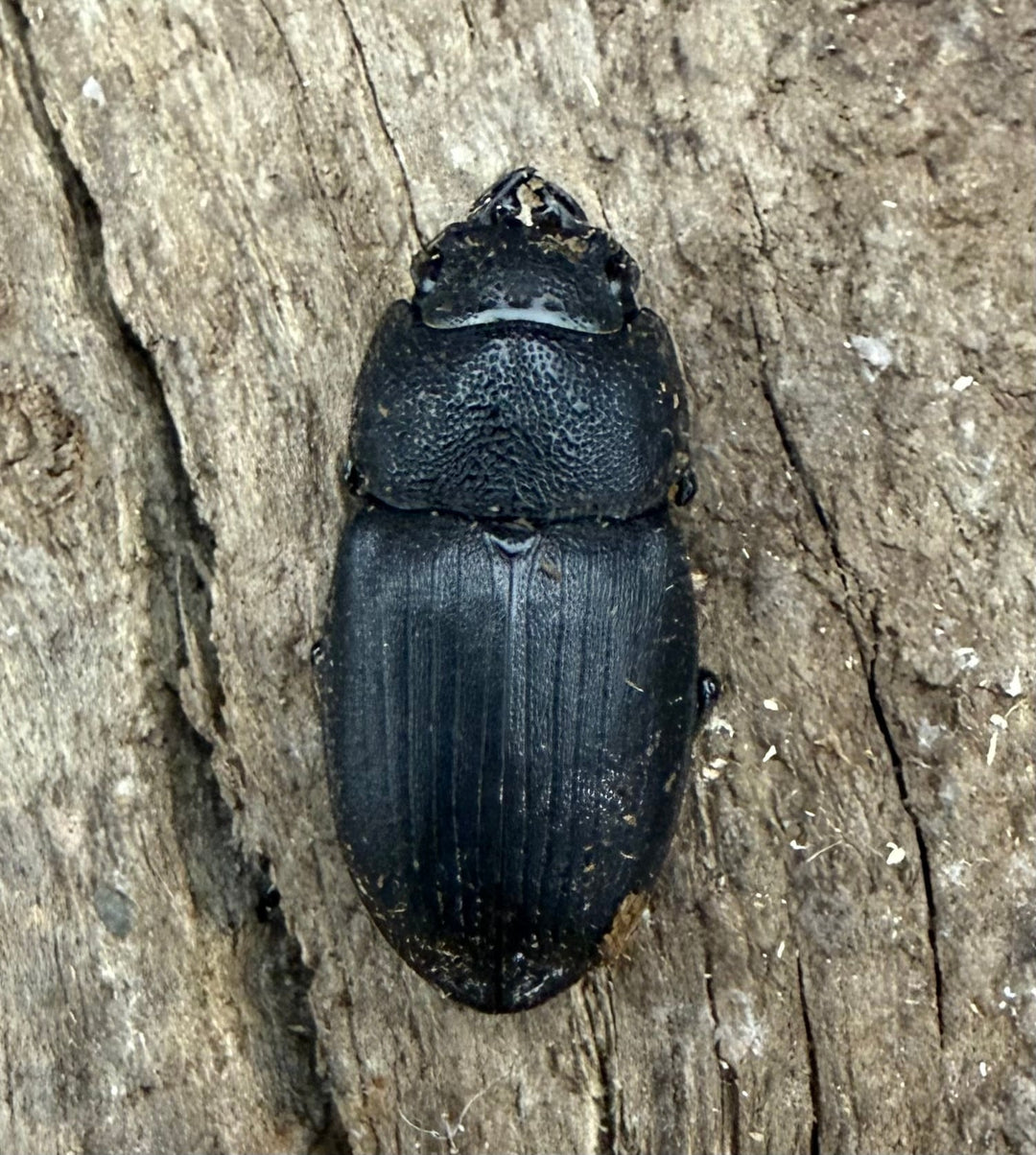 【WD】《アクミナートゥスネブト 33mm ペア》