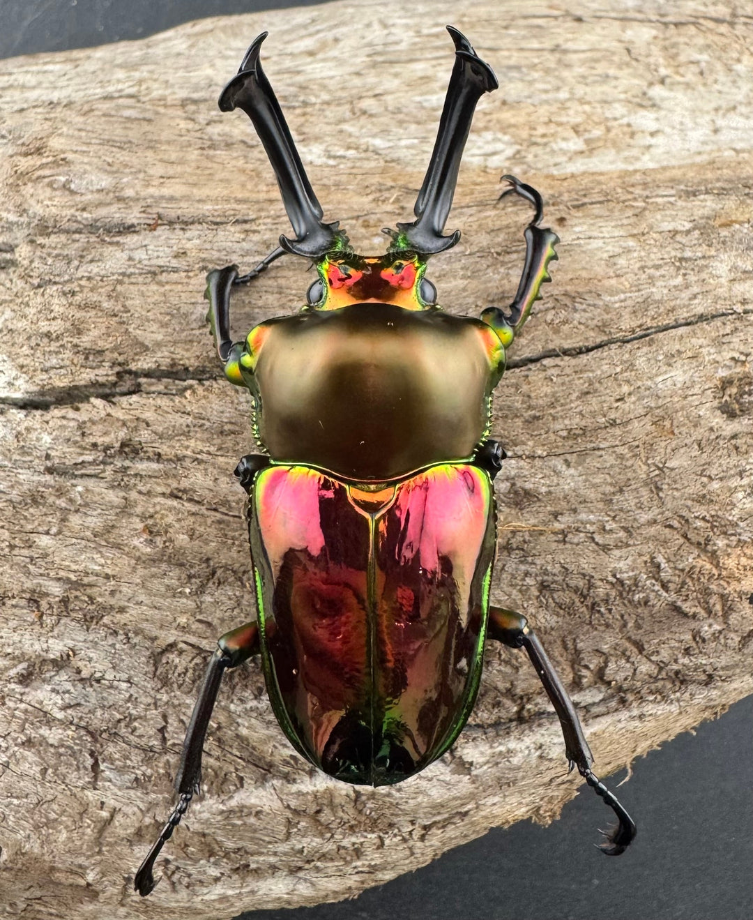 《ニジイロクワガタ 60.5mm ペア》