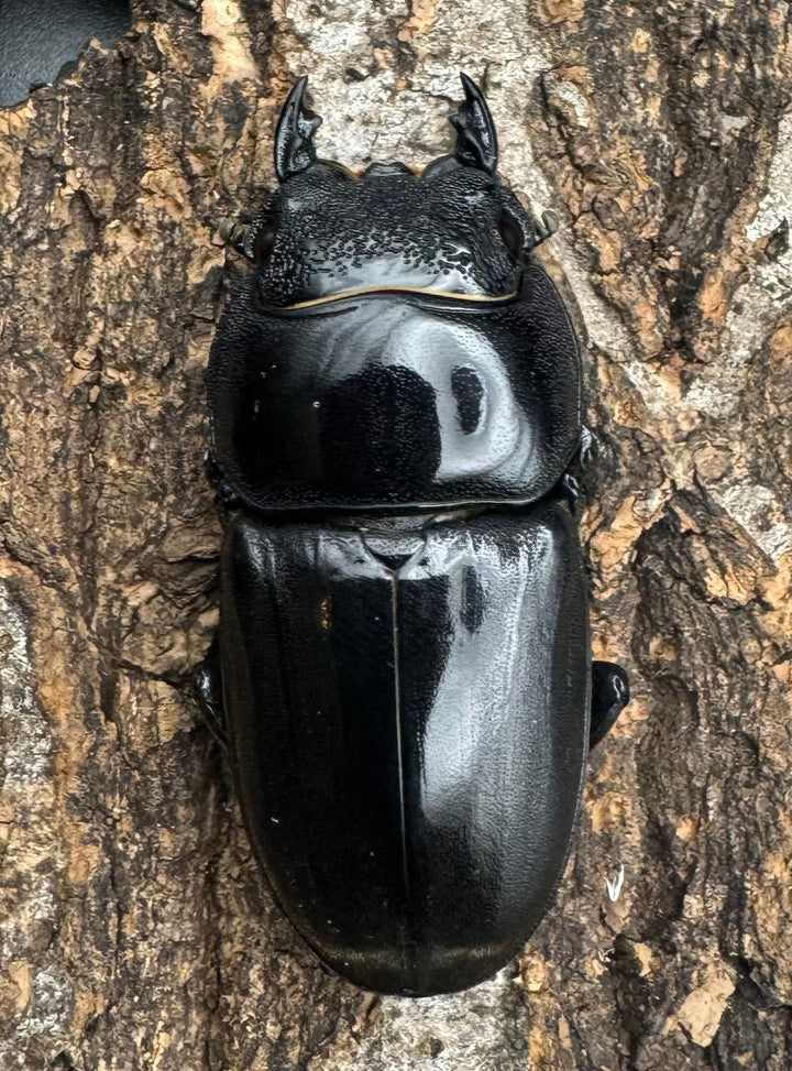 極太《スマトラオオヒラタ 90.5mm ペア》