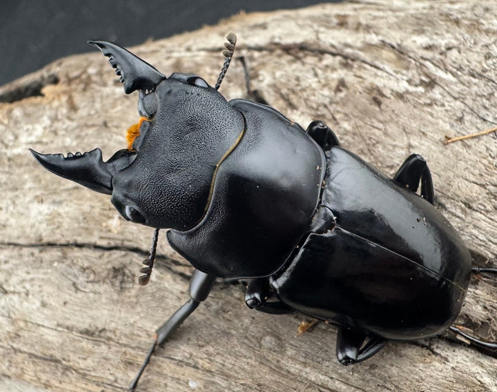 【WD】《デレリクトゥスコクワガタ 46mm ペア》