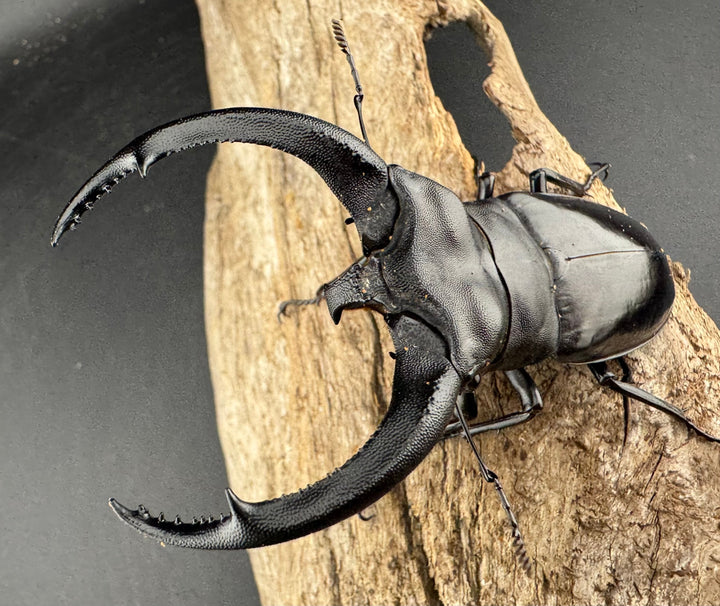 【WD】大型《リノケロスフタマタ 93.5mm ペア》