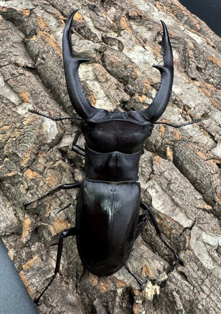 【WD】《マンディブラリスフタマタ 98.5mm ペア》