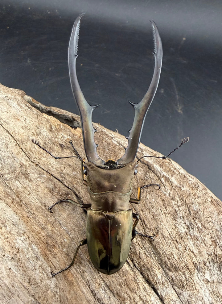 【WD】《メタリフェルホソアカ亜種finae 86mm ペア》