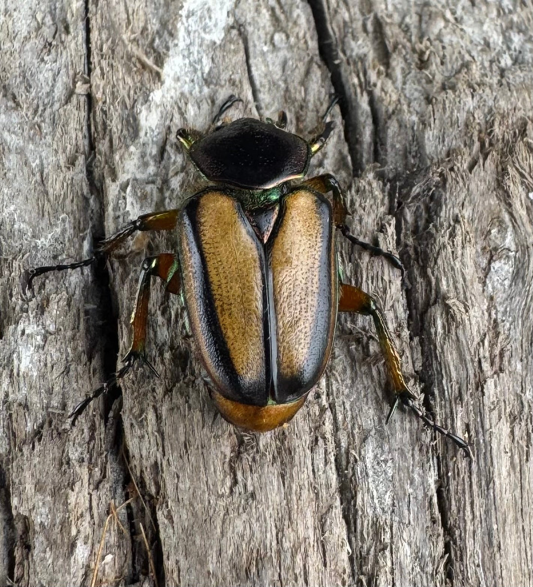 【WD】《セブヒメカブトハナムグリ亜種kachikun ♀パープル系 ペア》