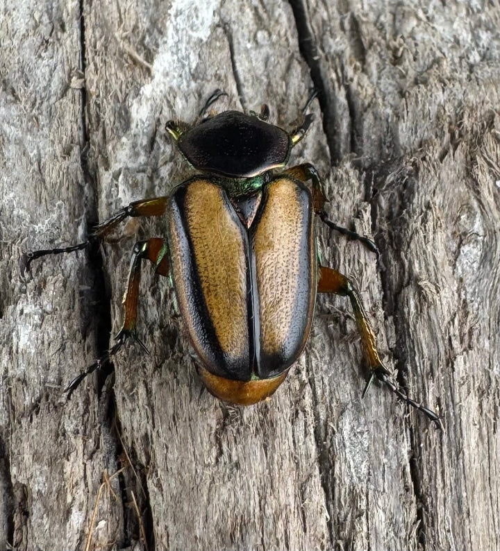 【WD】《セブヒメカブトハナムグリ亜種kachikun ♀パープル系 ペア》