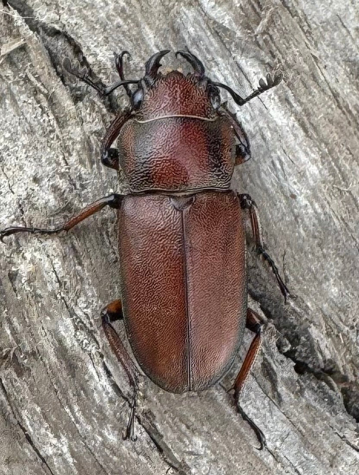 【WD】《スズムラホソアカ ロハス産 33mm ペア》