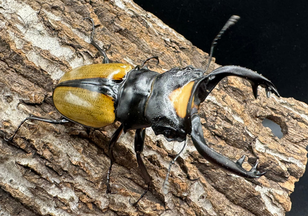 【WD】《ラコダールツヤクワガタ アチェ産 76mm ペア》