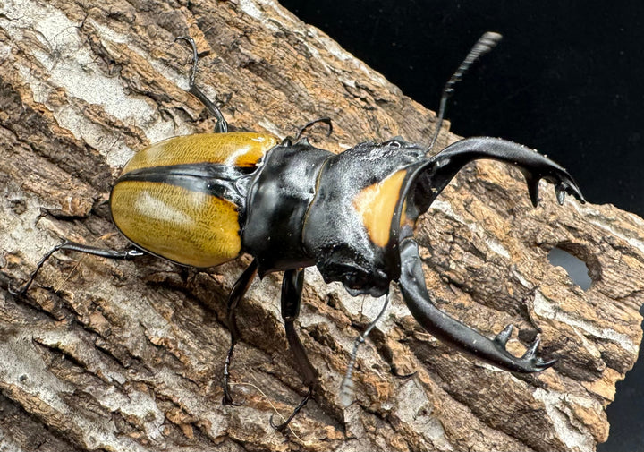 【WD】《ラコダールツヤクワガタ アチェ産 76mm ペア》