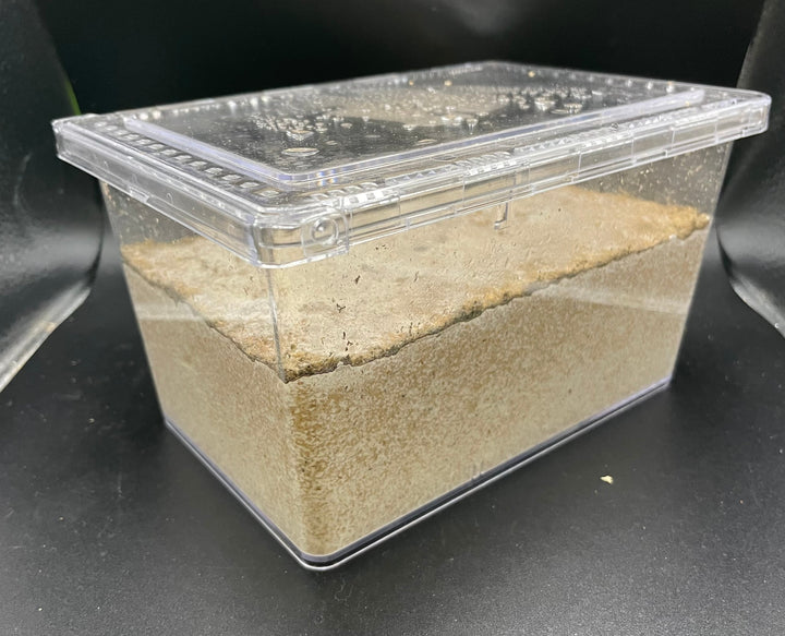 グリードSL（低添加微粒子） 産卵菌床 クリスラ