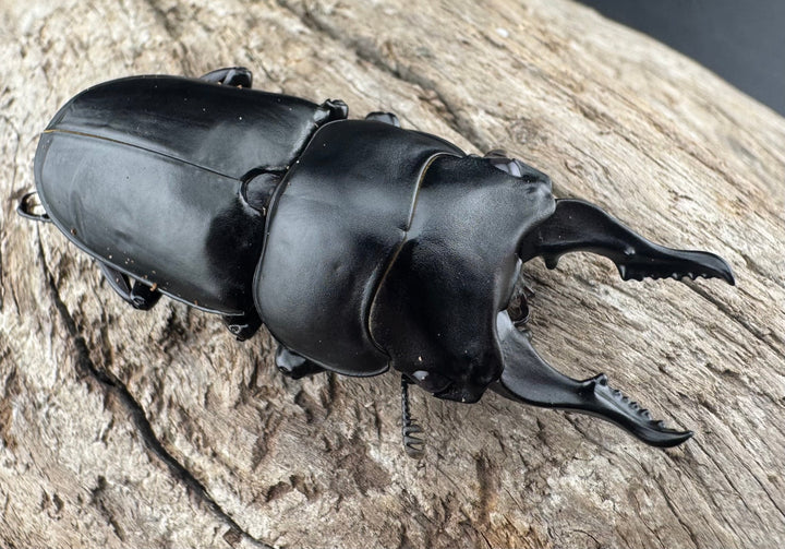 【WF3】《セリコルニスノコギリ 50.5mm ♂単》