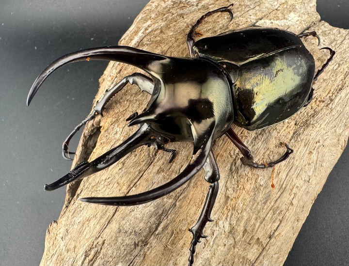 【WD】《ミンダナオアトラスオオカブト マラグサン産 92mm ペア》