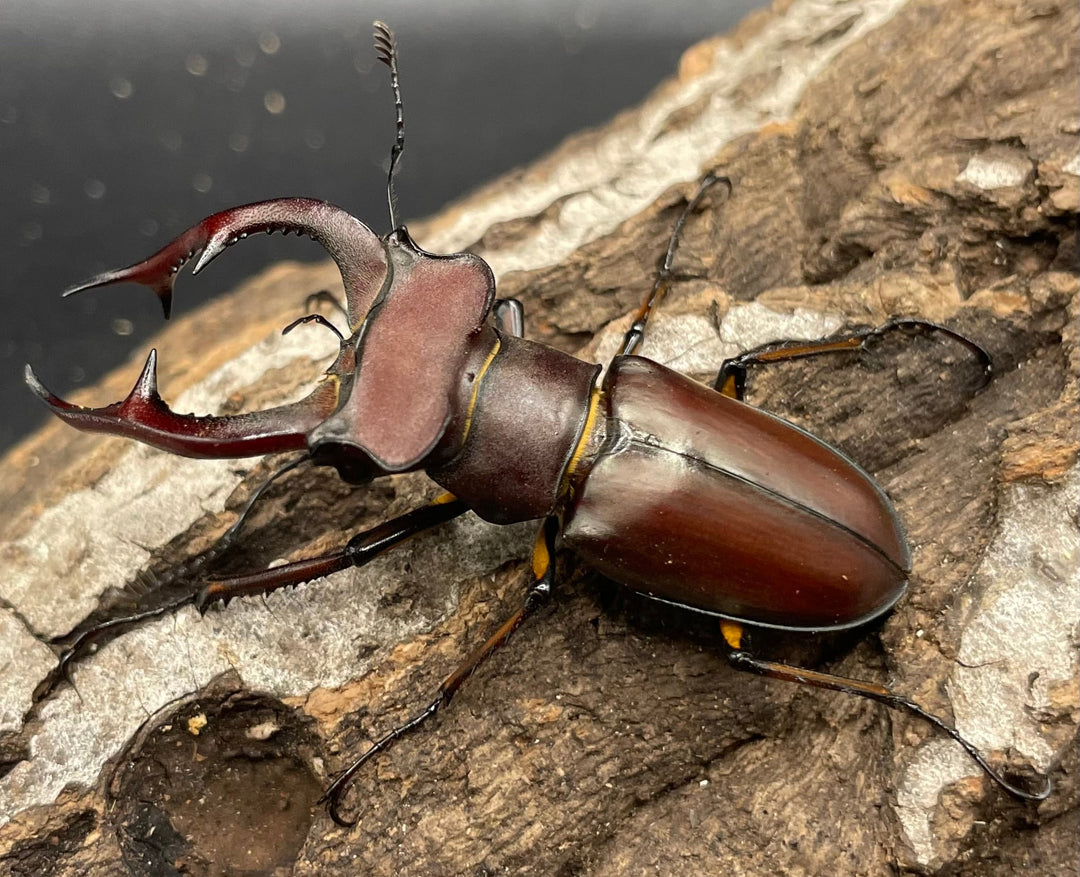 【WD】2018新種記載《ジュシャンミヤマ 58mm ペア》